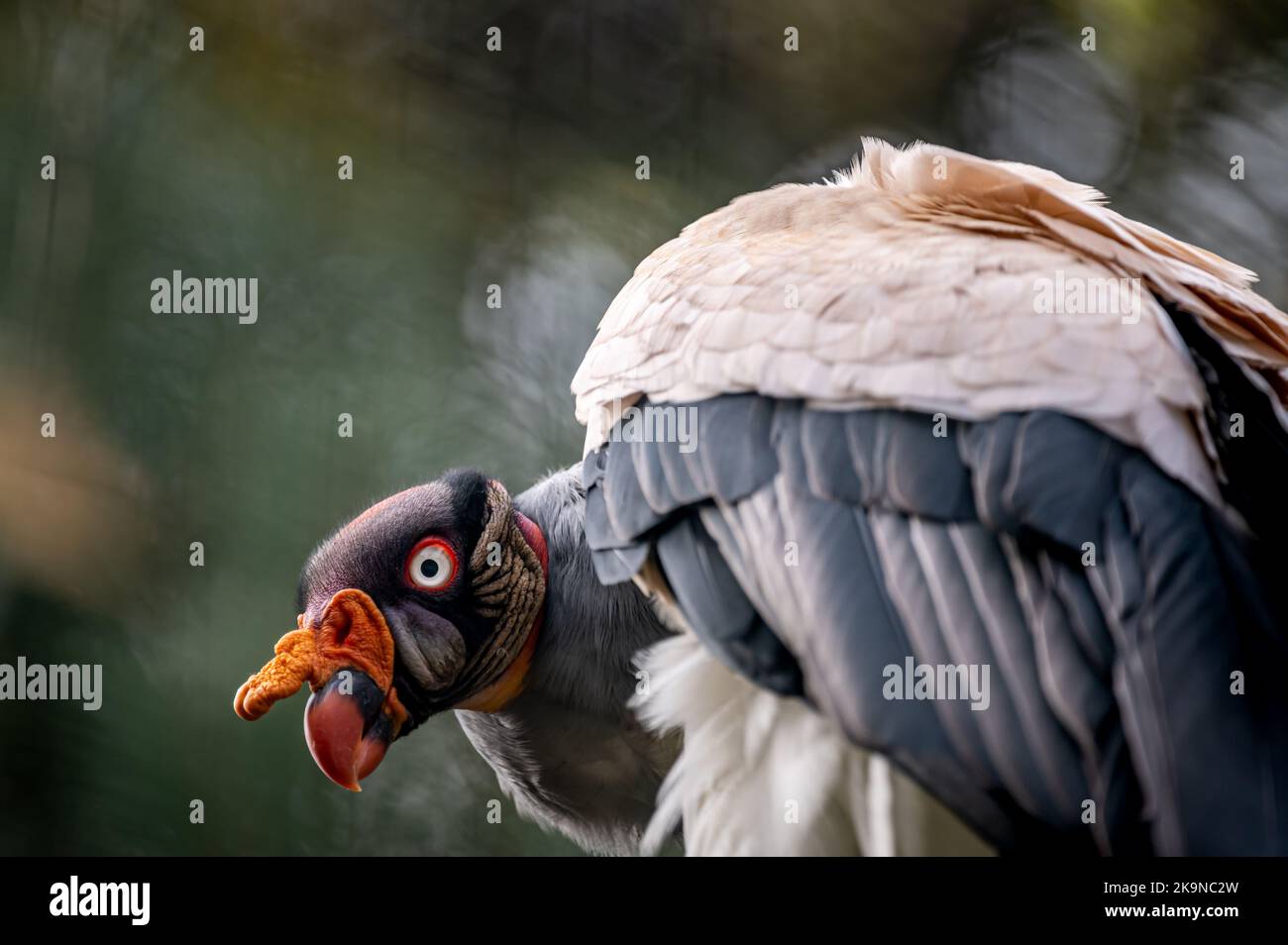 Portrait de l'oiseau. Un roi vautour. Sarcoramphus papa avec arrière-plans bokeh. Banque D'Images