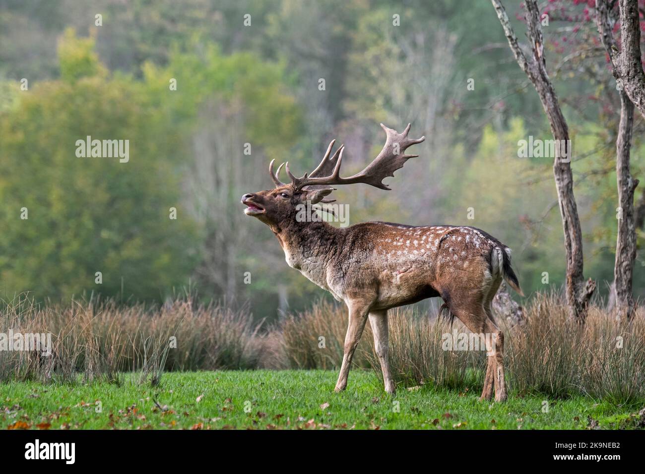 Mâle/mâle avec gros bois de cerf de Virginie (Dama dama) en bordure de forêt au lek pendant la rut d'automne en octobre Banque D'Images