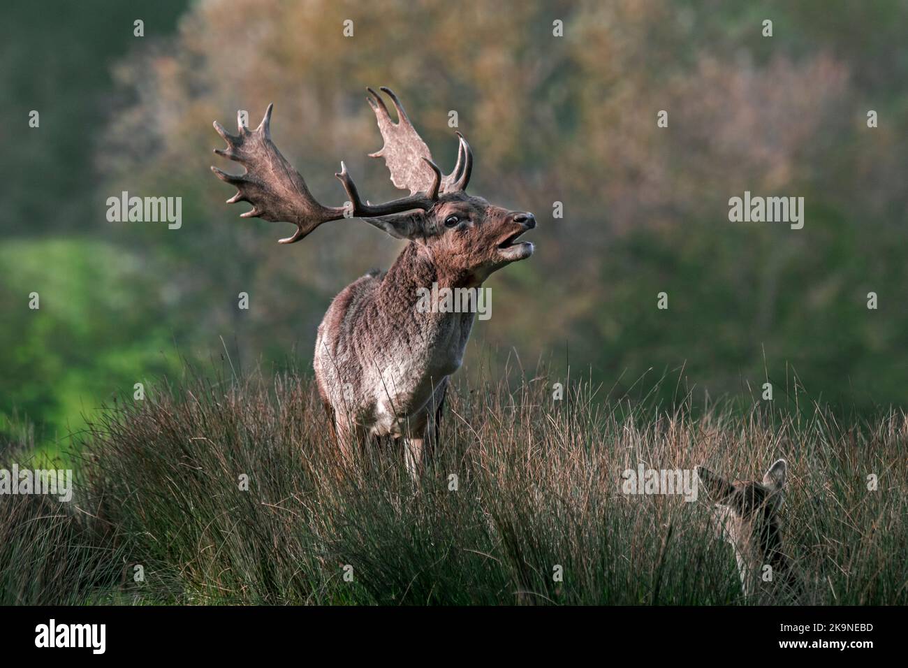 Mâle/mâle avec gros bois de cerf de Virginie (Dama dama) en bordure de forêt au lek pendant la rut d'automne en octobre Banque D'Images