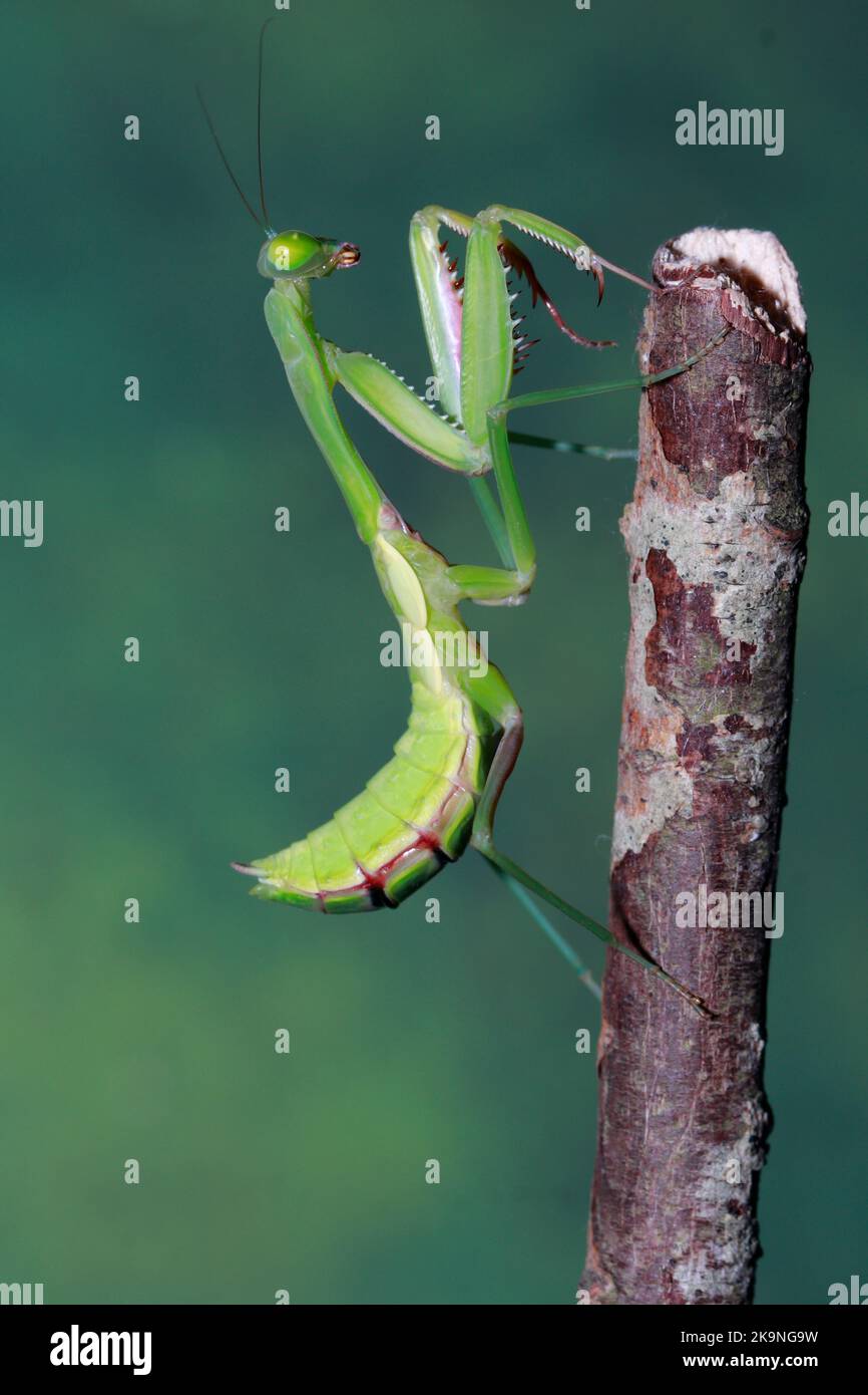 Mantis de prière africaine géante (sphodrometis lineola) Banque D'Images