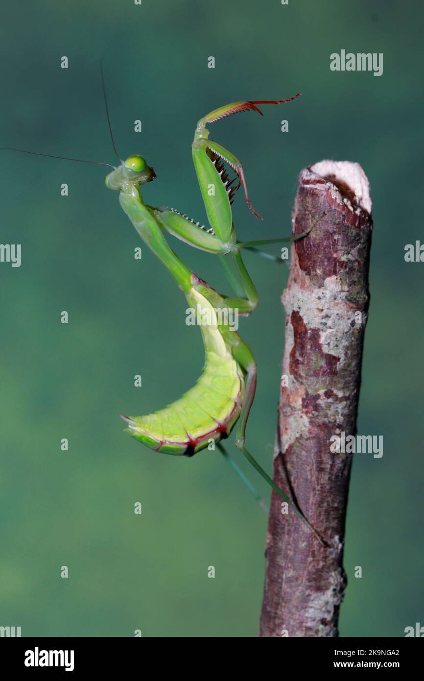 Mantis de prière africaine géante (sphodrometis lineola) Banque D'Images
