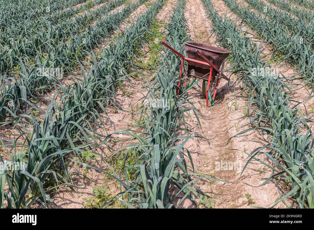 Un champ de jeunes plantations de poireaux verts. Culture de légumes à la ferme, récolte pour la vente - Allium amppelloprasum Banque D'Images