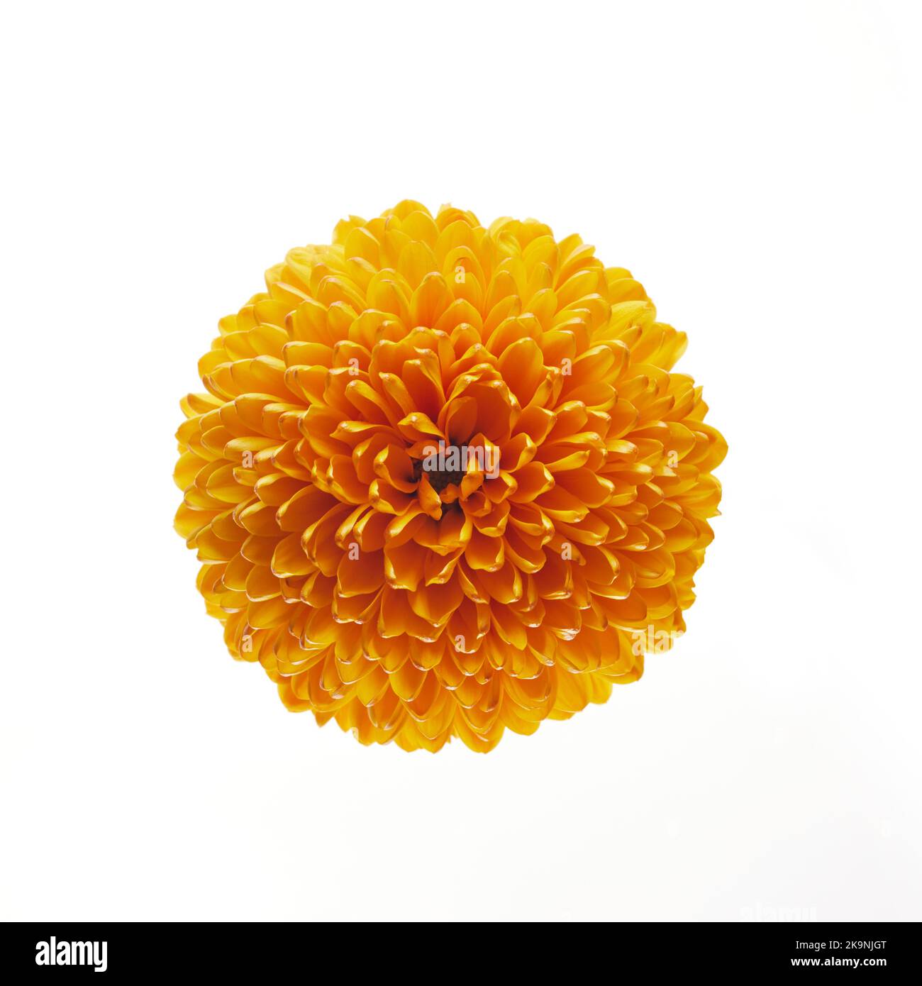 Fleur de chrysanthème d'orange isolée sur fond blanc. Banque D'Images