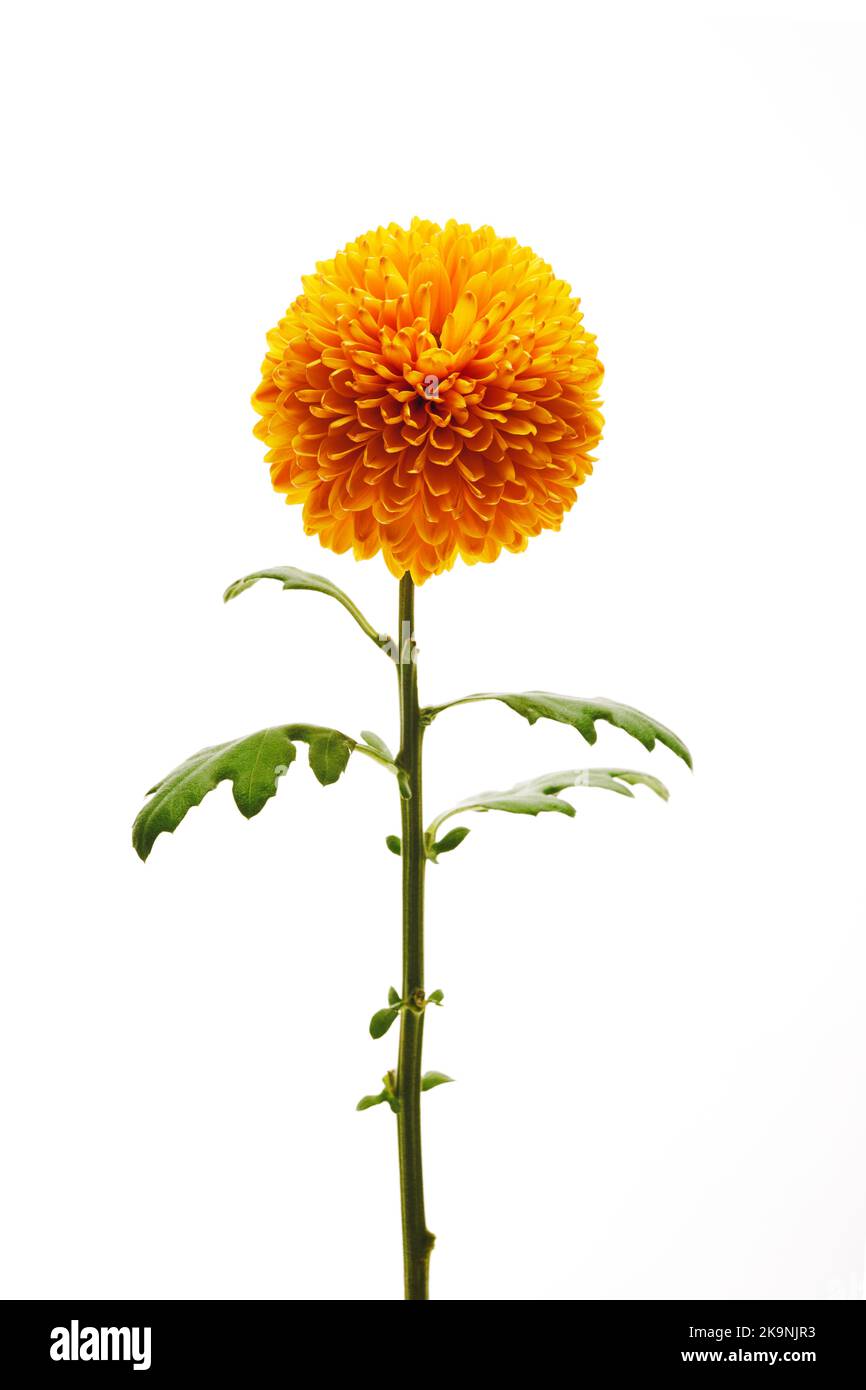 Fleur de chrysanthème d'orange isolée sur fond blanc. Banque D'Images
