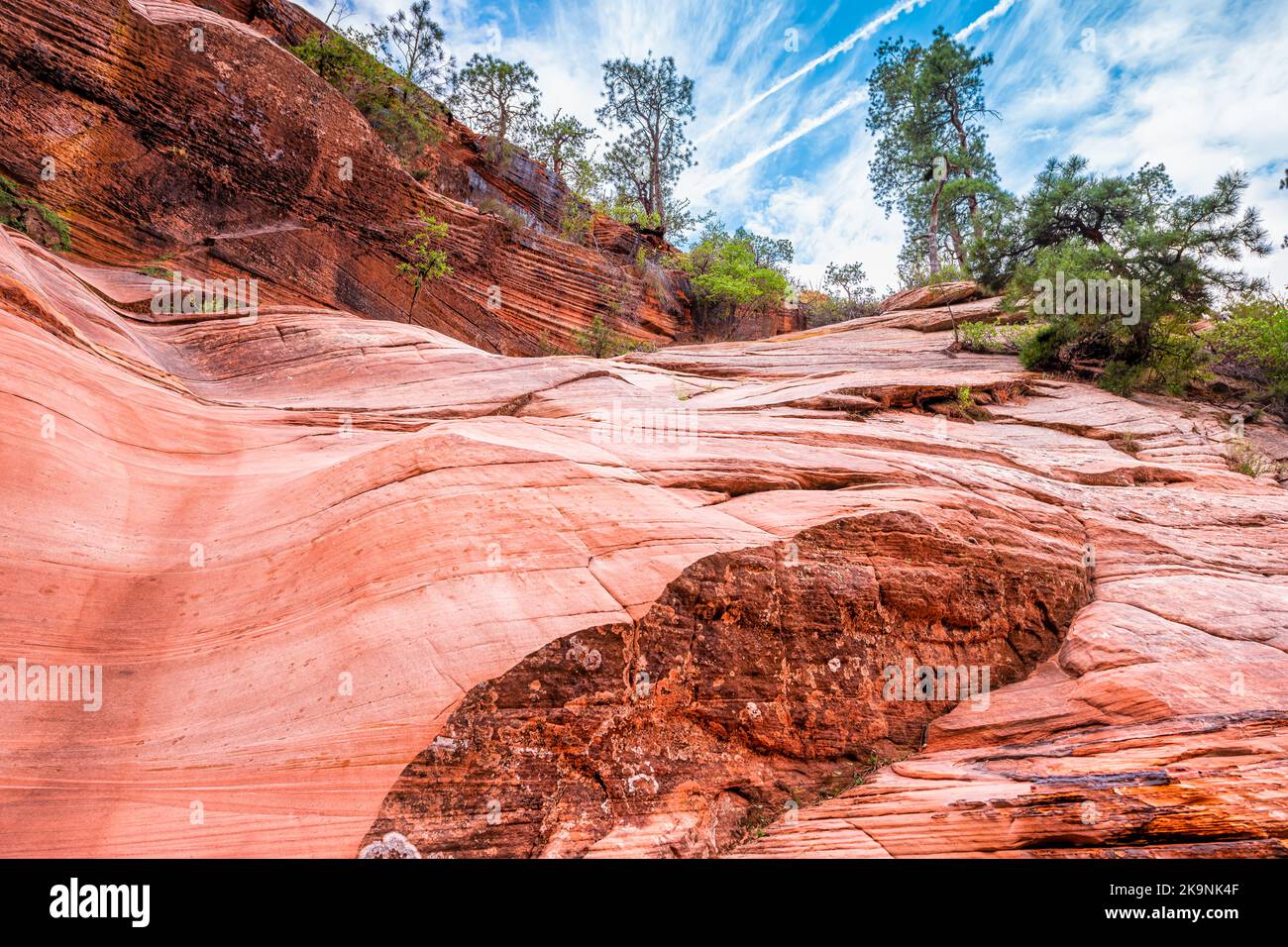 Parc national de Zion dans l'Utah sur la piste de Gifford Canyon avec formations rocheuses de grès rouge, pins en été dans le désert Banque D'Images