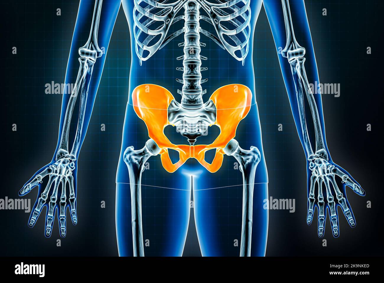 Vue frontale ou antérieure des rayons X du bassin. Ostéologie du squelette humain, os pelviens de la ceinture 3D illustration de rendu. Anatomie, médical, science, biolog Banque D'Images
