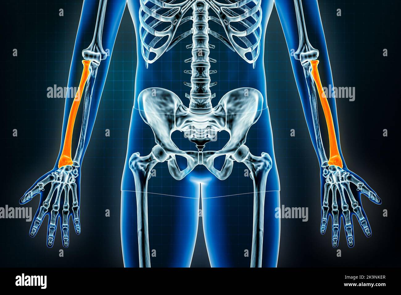 Vue frontale ou antérieure des rayons X du rayon ou de l'os radial. Ostéologie des os du squelette, du bras ou de l'avant-bras humains 3D illustration du rendu. Anatomie, médical, Banque D'Images