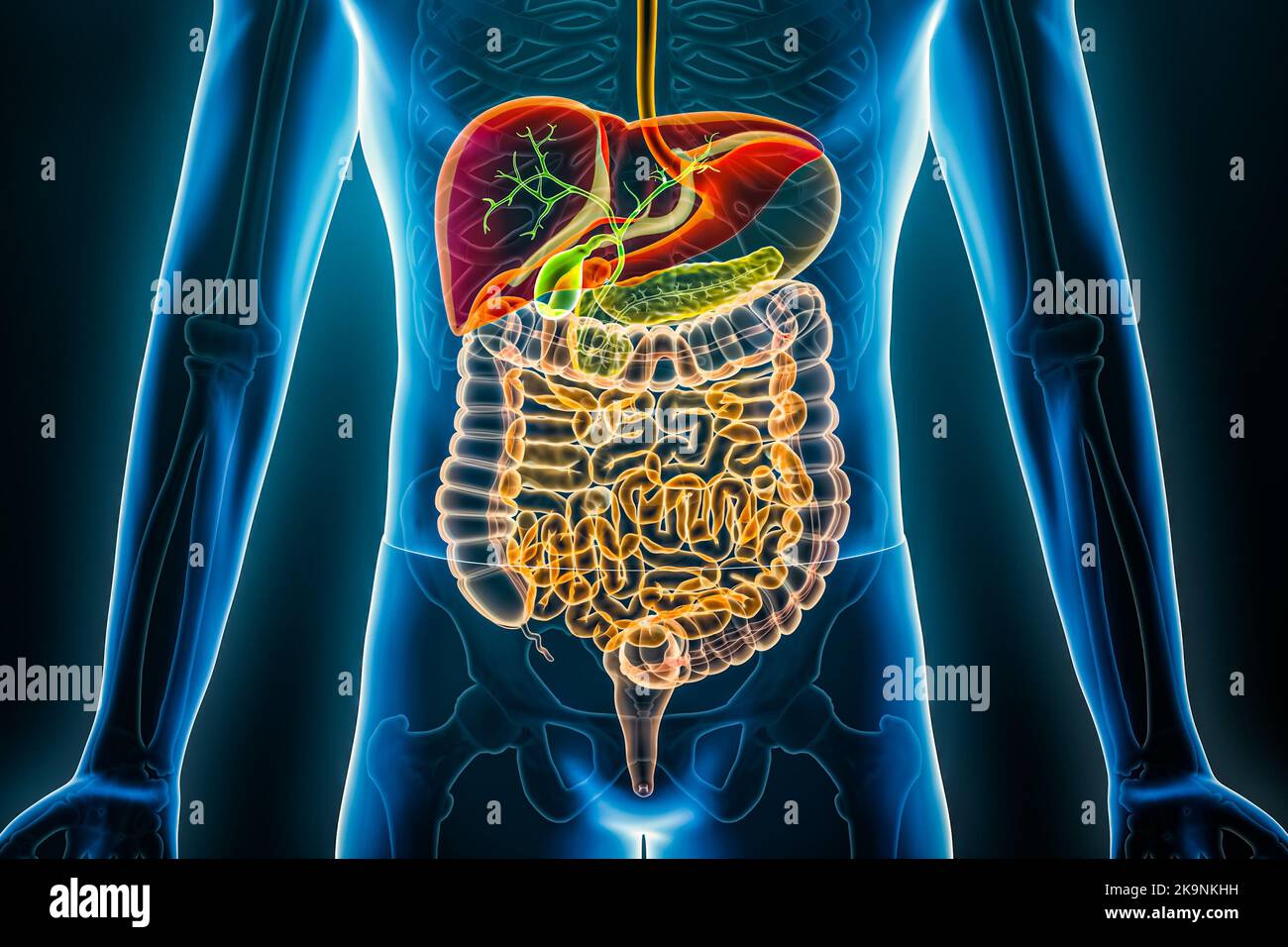 Centre Des Maladies Du Foie Et De L'appareil Digestif Radiographie du système digestif humain. Illustration du rendu des