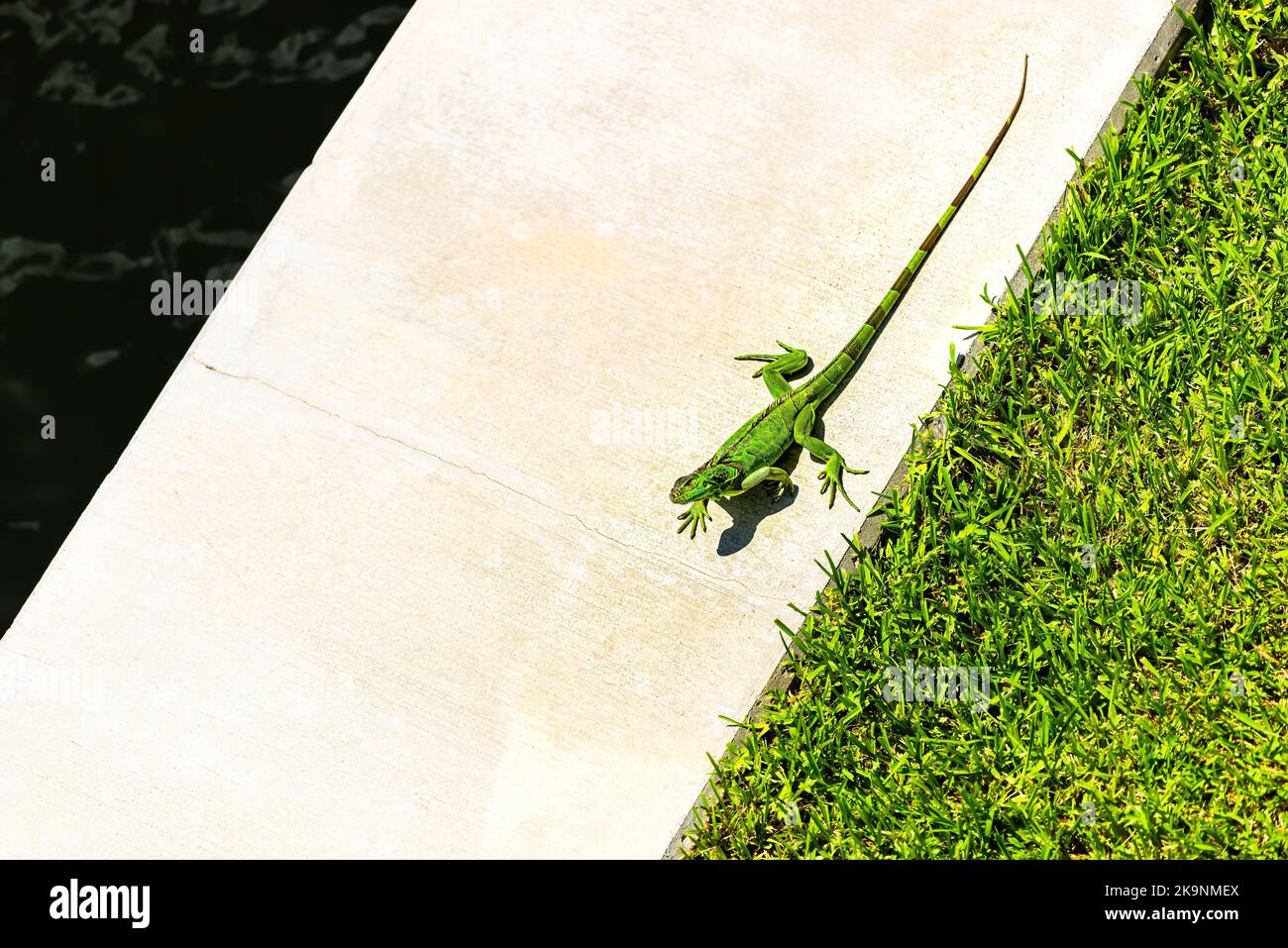 Gros plan d'espèces envahissantes d'iguana vertes à Hollywood à Miami, en Floride, en marchant sur une pelouse d'herbe verte par le canal d'eau intercôtier en été Banque D'Images