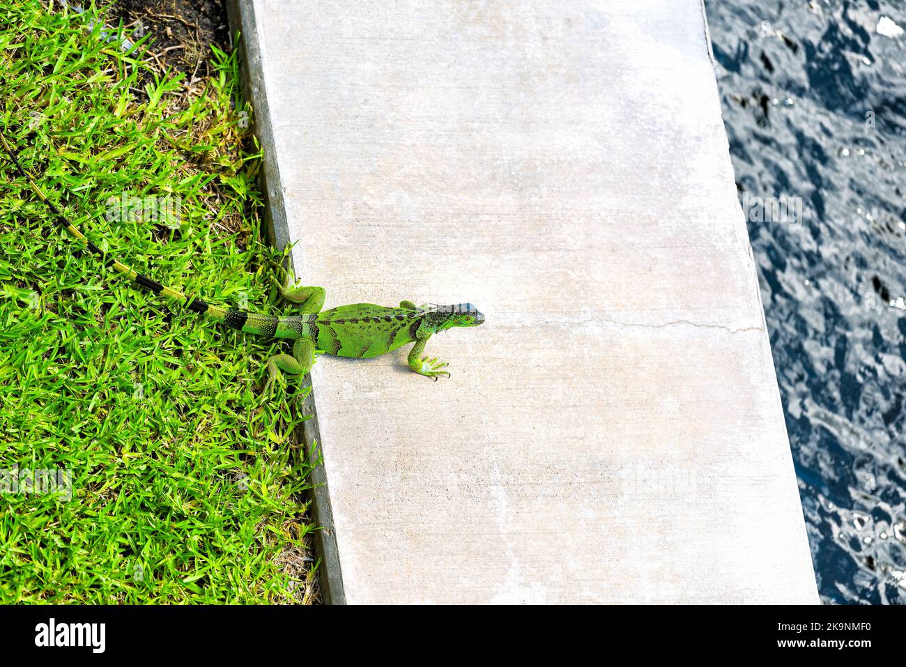 Gros plan d'espèces envahissantes d'iguana vertes à Hollywood à Miami, en Floride, sur une pelouse d'herbe verte près du canal d'eau intercôtier en été Banque D'Images