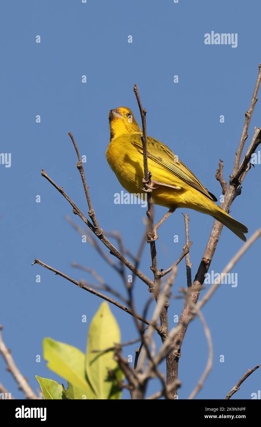 Safran Finch (Sicalis flaveola) adulte mâle perché au sommet de l'arbre Cuiaba, Brésil. Juillet Banque D'Images