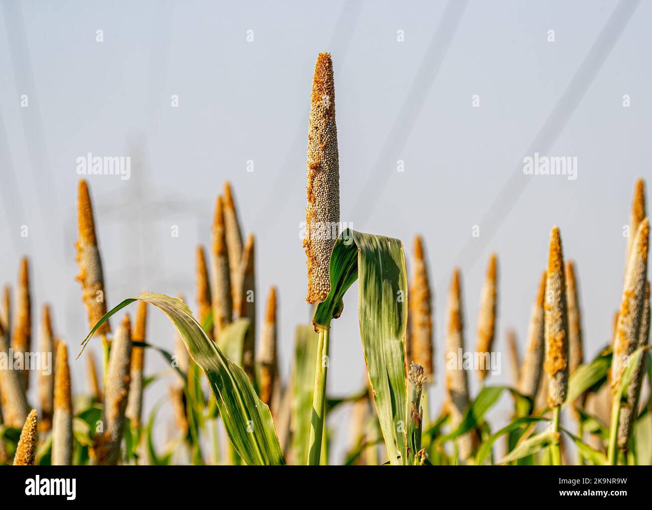 Une barre de millet dans le champ Banque D'Images