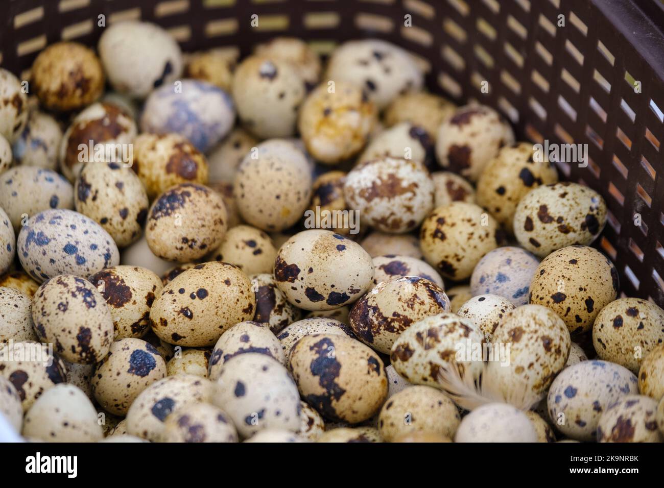Œufs de caille dans le panier sur le marché Banque D'Images
