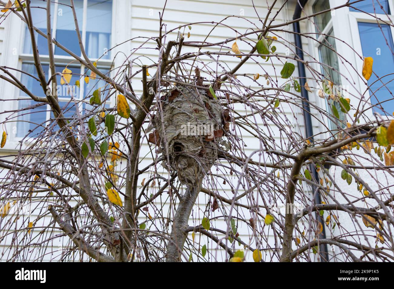 Nid d'abeille ancienne, royaume-uni Banque D'Images