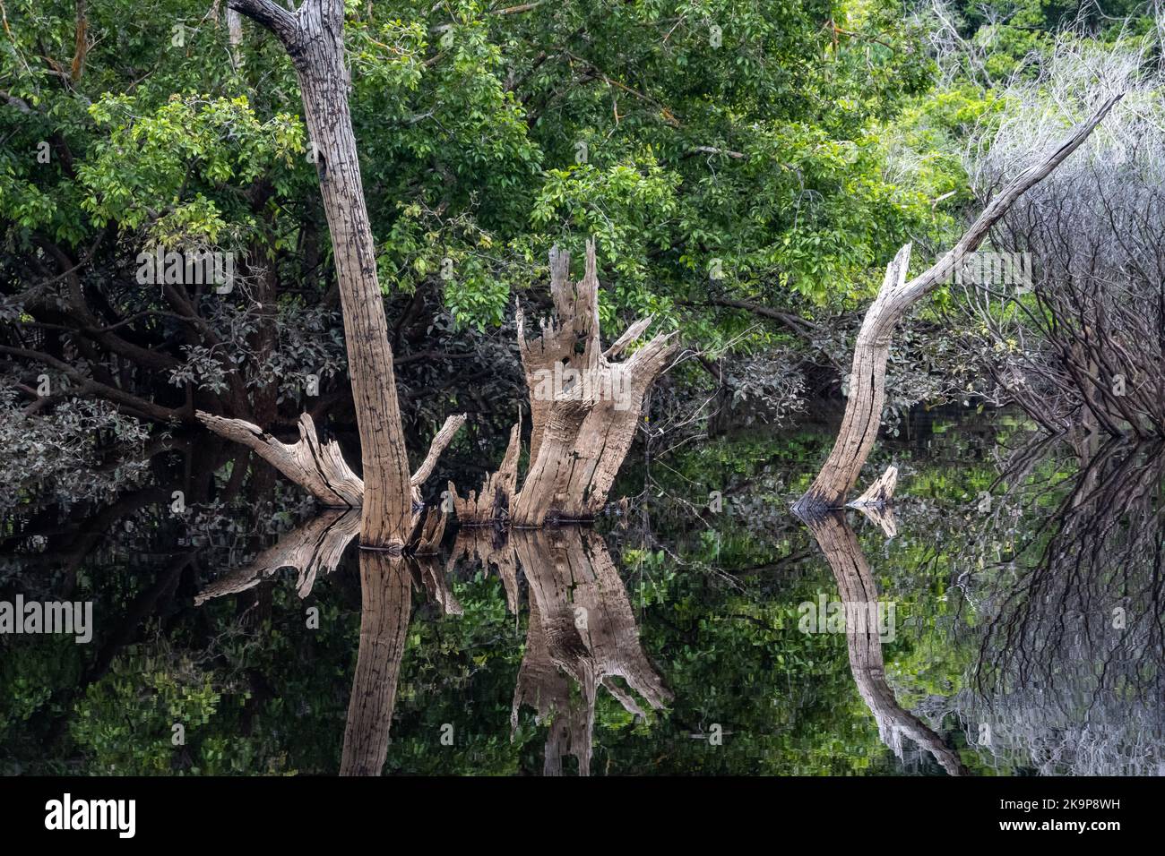 Troncs d'arbre morts debout dans la rivière. Amazonas, Brésil Banque D'Images