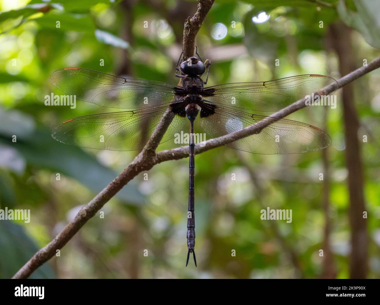 Une libellule géante (??) Perchée sur une branche de la forêt tropicale de l'Amazone. Manaus, Amazonas, Brésil Banque D'Images