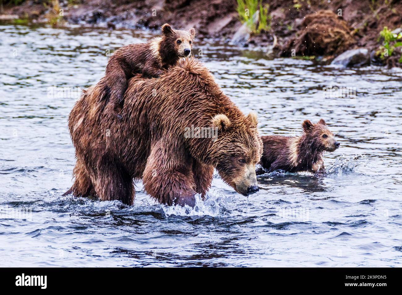 Petit porteur de poisson Banque de photographies et d’images à haute