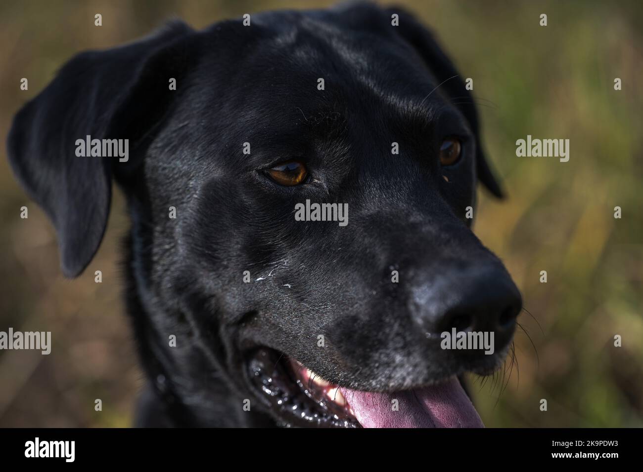 Un chien noir dans un champ Banque D'Images