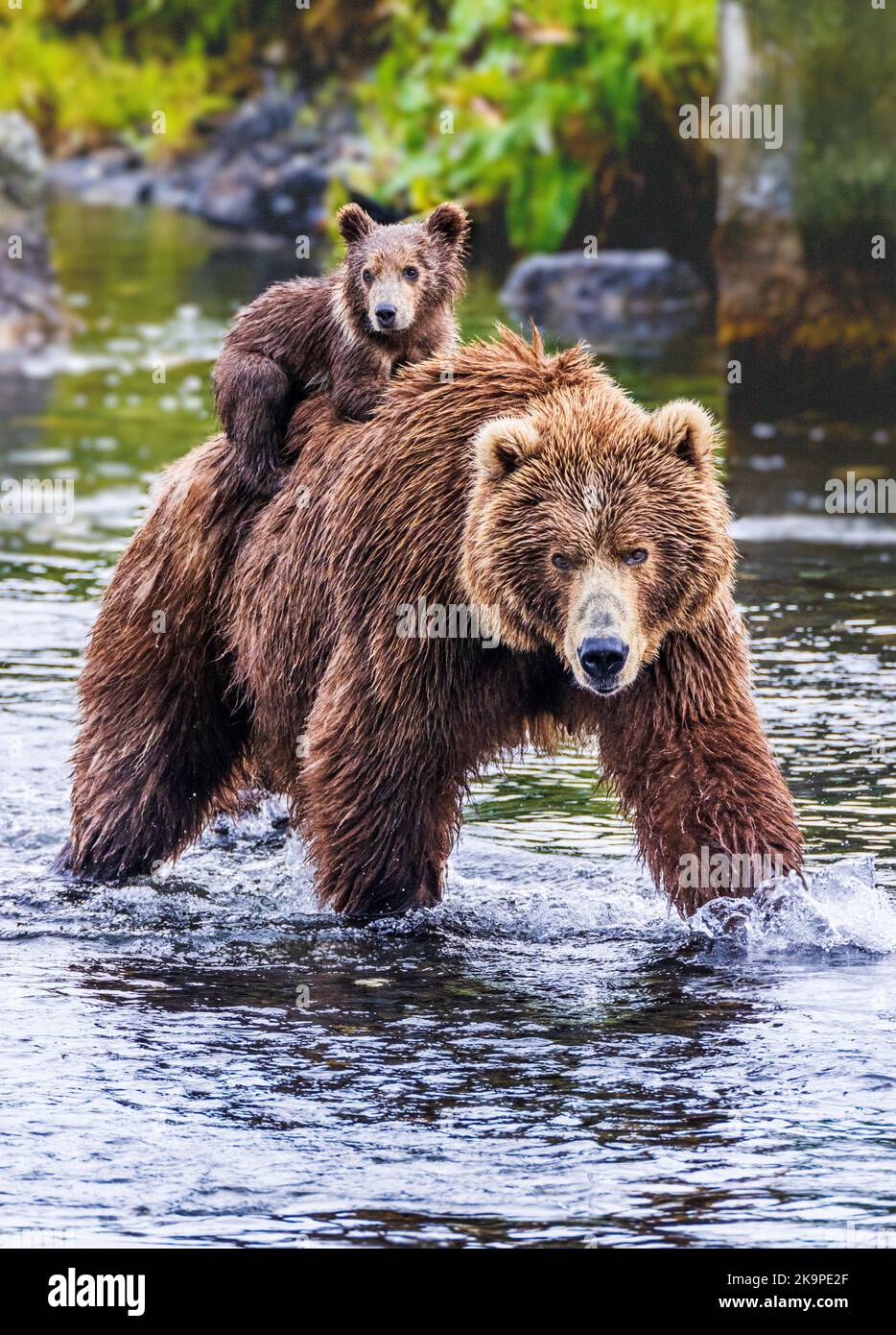 Petit porteur de poisson Banque de photographies et d’images à haute