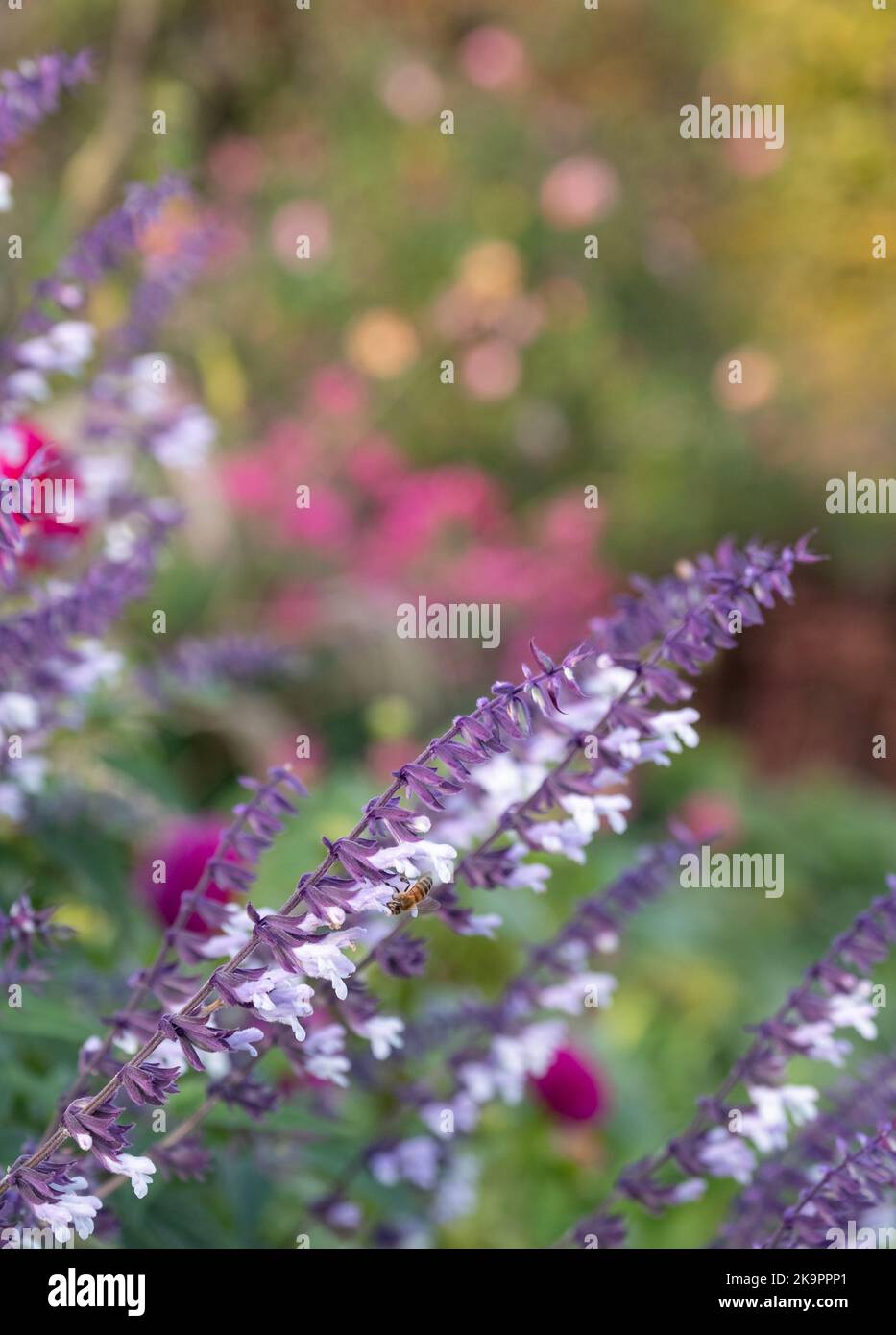 Fleurs de Phyllis Fancy salvia colorées, violettes et blanches à longue tige, photographiées en automne à Wisley, Surrey, Royaume-Uni. Banque D'Images