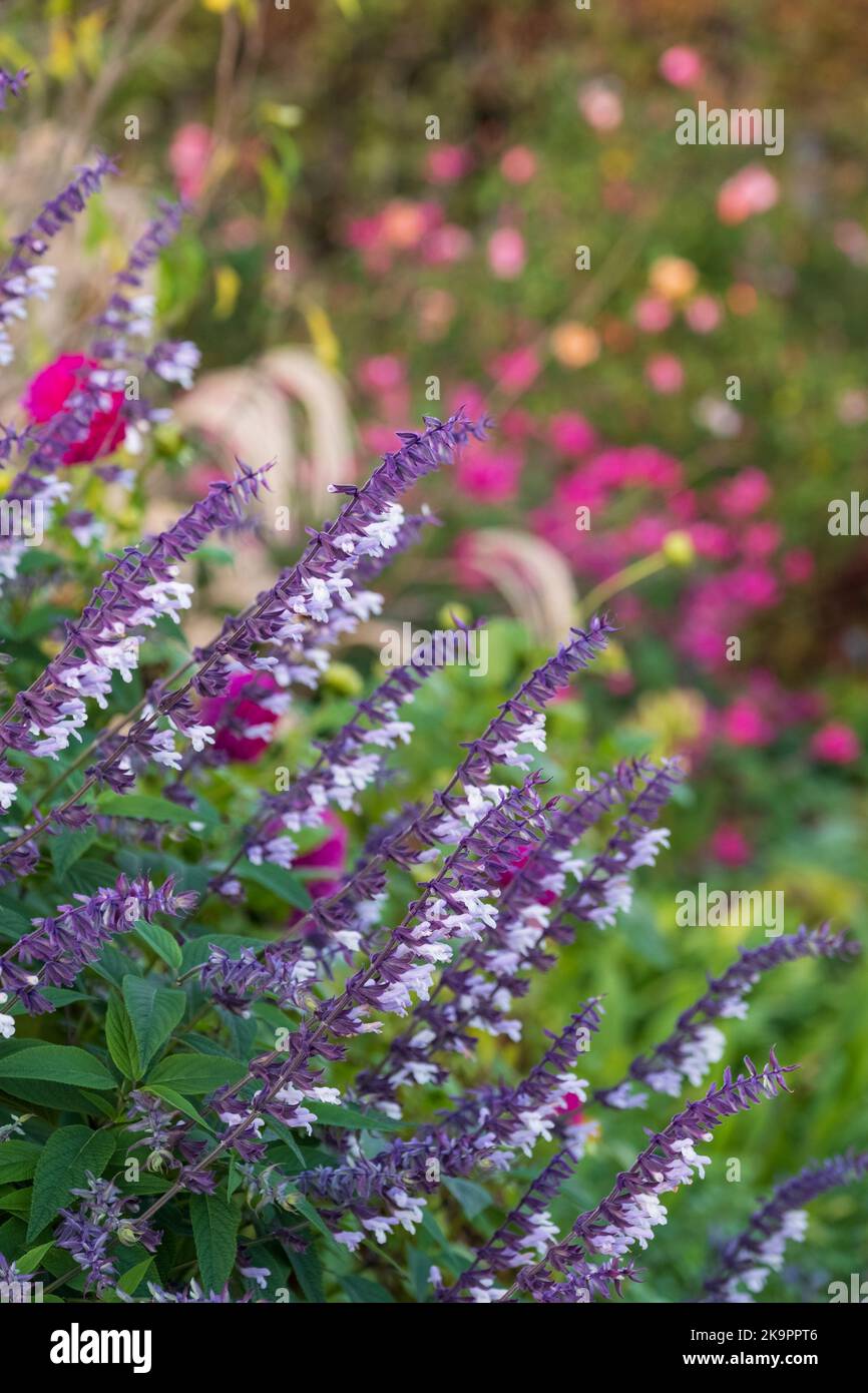 Fleurs de Phyllis Fancy salvia colorées, violettes et blanches à longue tige, photographiées en automne à Wisley, Surrey, Royaume-Uni. Banque D'Images