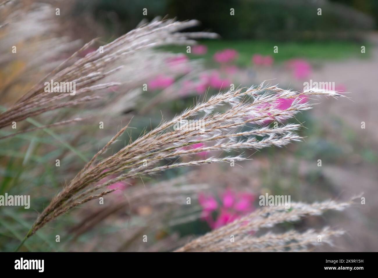 Herbe ornementale du nom de Miscanthus Sinesis Gnome, photographiée en automne dans le jardin RHS Wisley à Surrey, au Royaume-Uni. Fleurs roses en arrière-plan. Banque D'Images