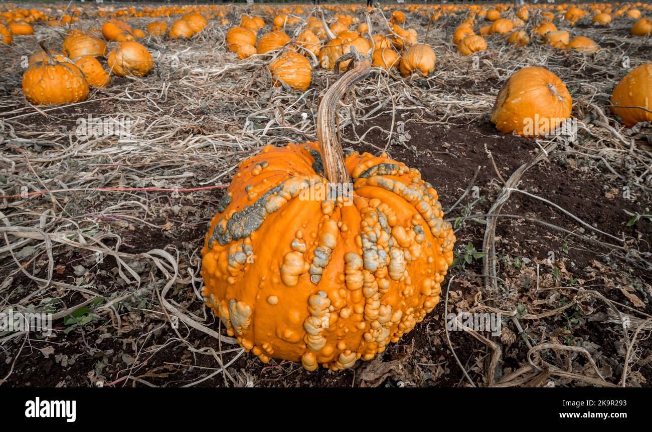 Un champ rempli de citrouilles au Canada en attente d'être cueillies pour Halloween. Banque D'Images