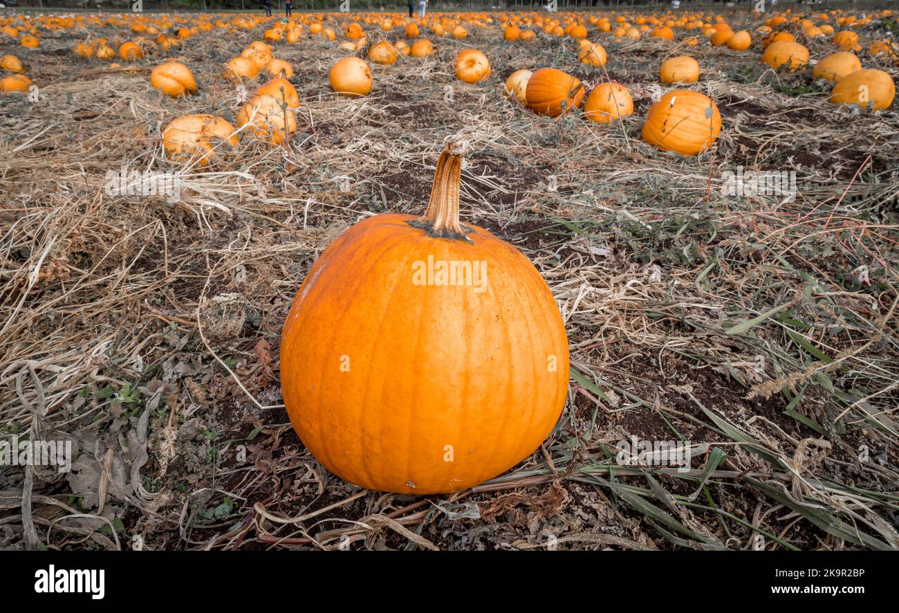Un champ rempli de citrouilles au Canada en attente d'être cueillies pour Halloween. Banque D'Images