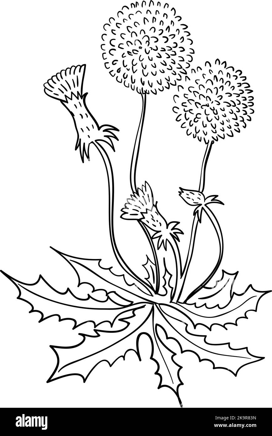 Arrière-plan sans couture avec motifs floraux stylisés et à base de plantes. Illustration de Vecteur