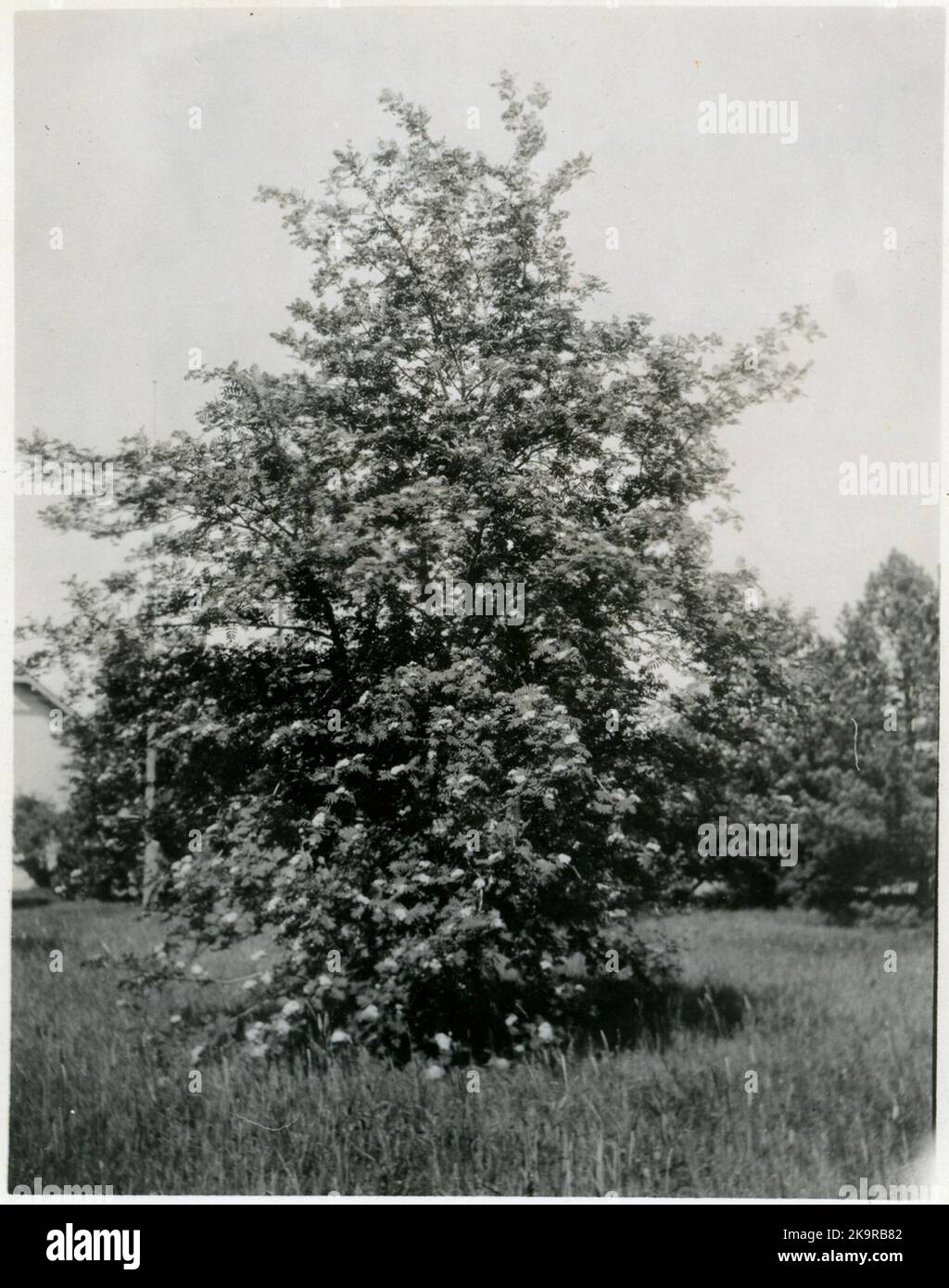 Plantation de la station de Luleå. rowan décoratif en pleine fleur. Banque D'Images