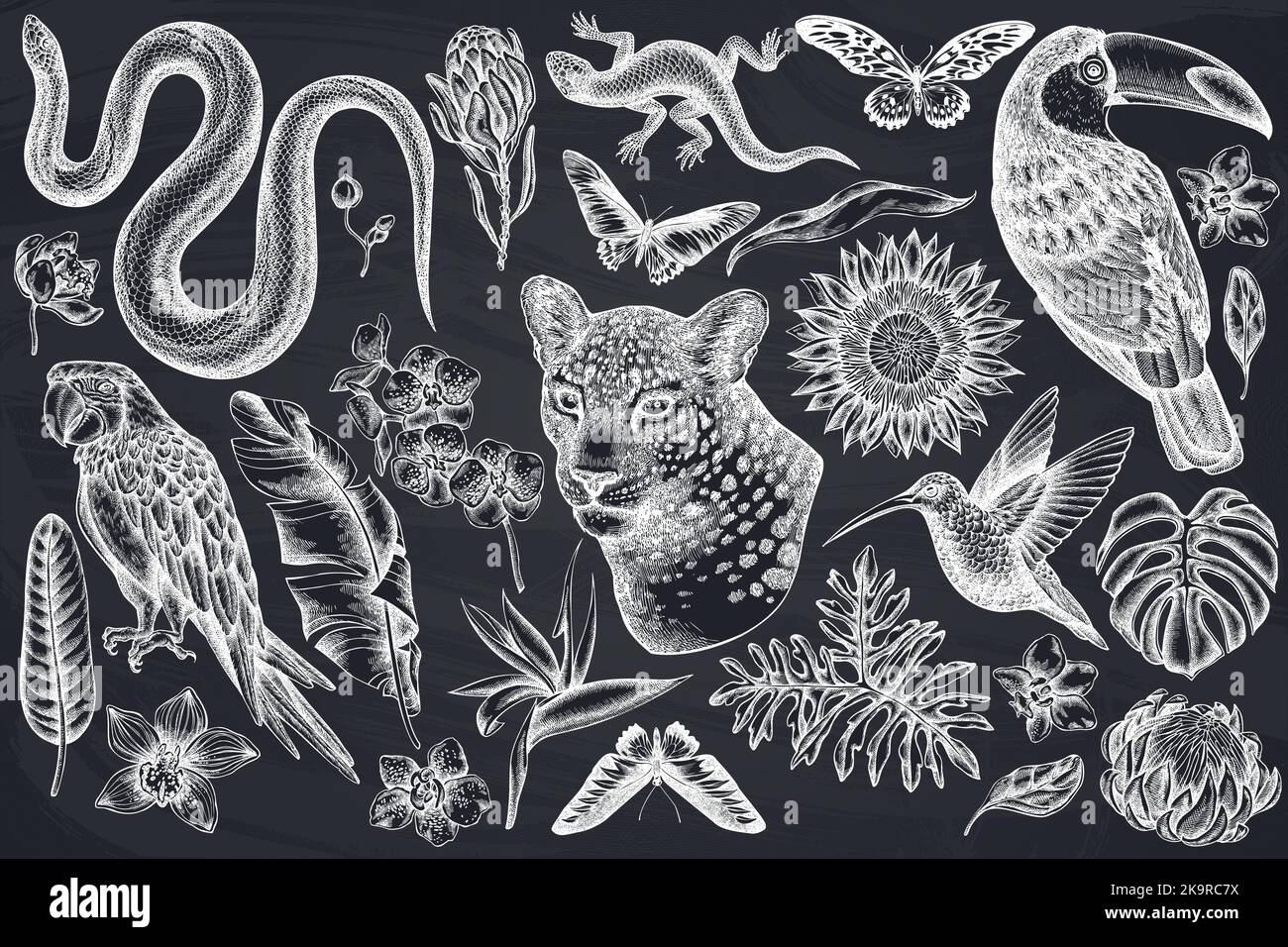 Collection d'illustrations vectorielles dessinées à la main pour animaux tropicaux. Léopard de craie, serpent, lézard, colibri, toucan, la macarque de la scarlatine, l'aile d'oiseaux de rajah brooke Illustration de Vecteur