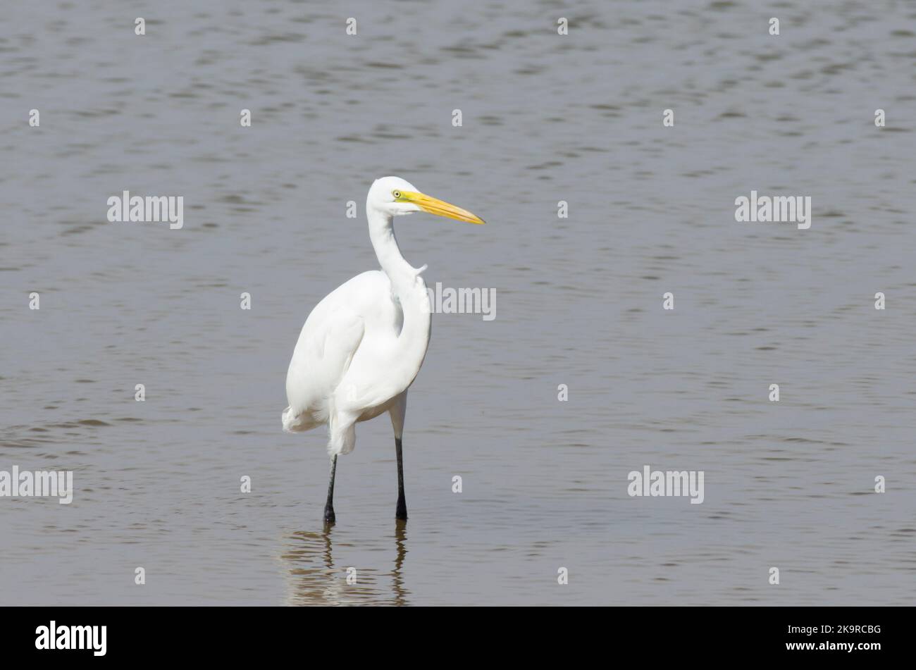 Grande Aigrette Ardea alba Banque D'Images