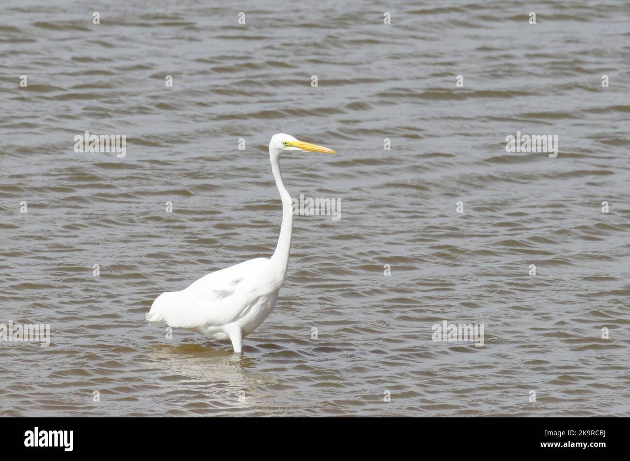 Grande Aigrette Ardea alba Banque D'Images