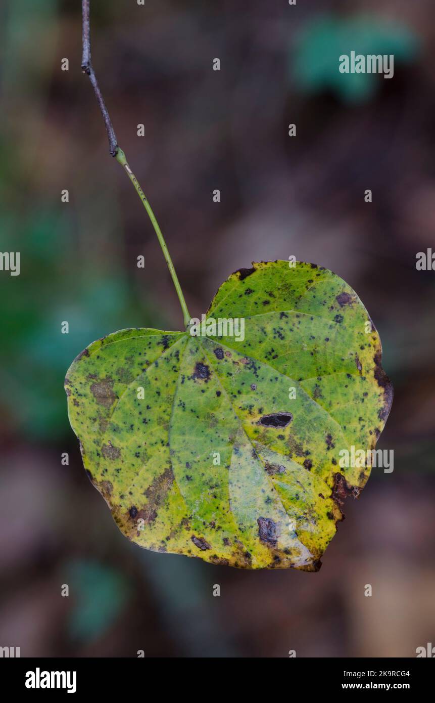 Le bourgeon de l'est, Cersis canadensis, feuille à la fin de l'automne Banque D'Images