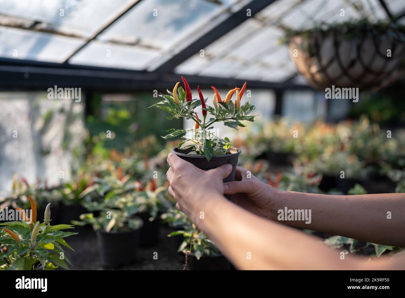 Pot avec des poivrons de paprika dans les mains agronome ou propriétaires de ferme cultivant des légumes en serre de verre Banque D'Images