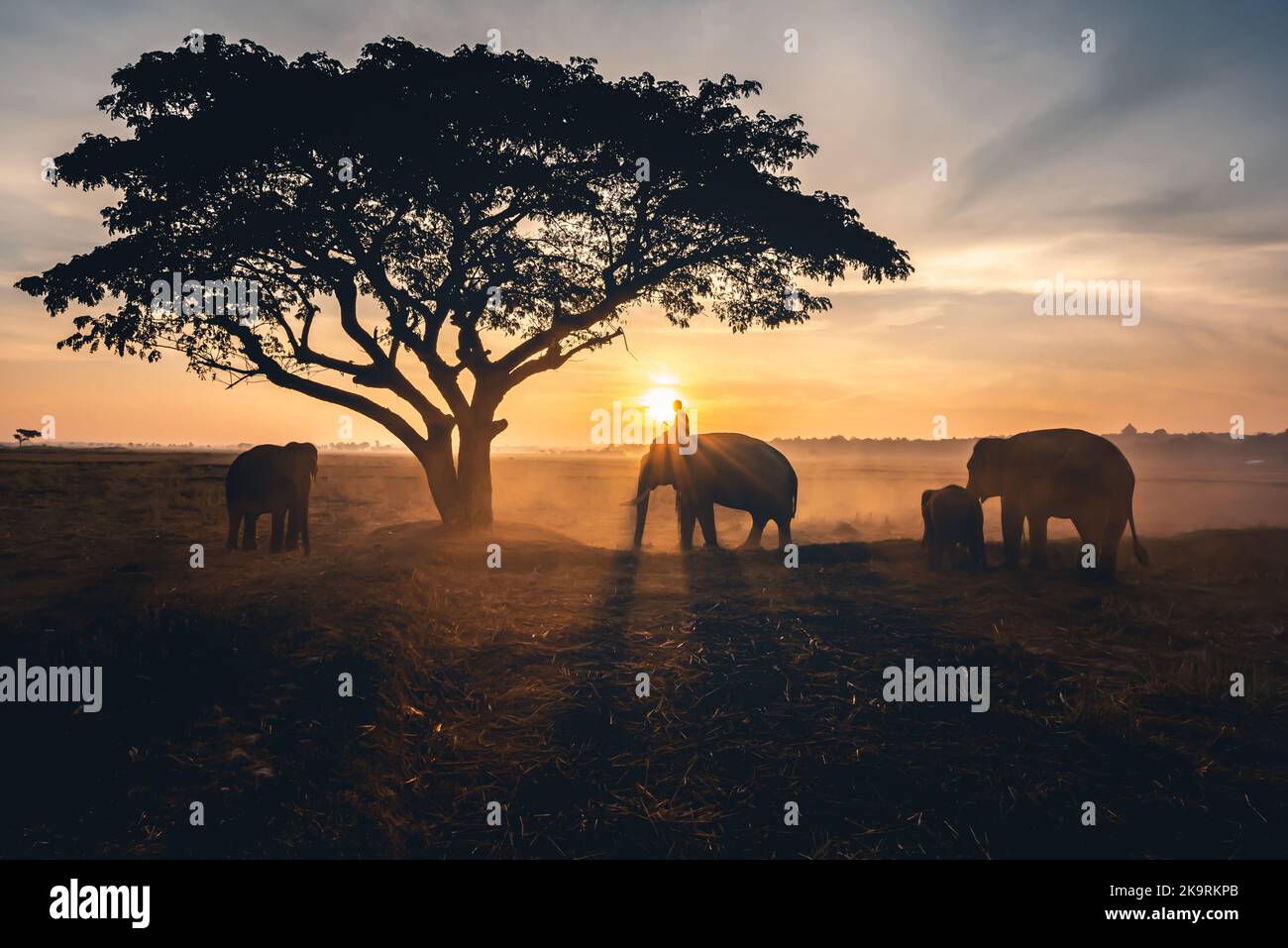 Jeune homme qui monte à l'arrière d'un éléphant au beau lever du soleil le matin pour travailler. Banque D'Images