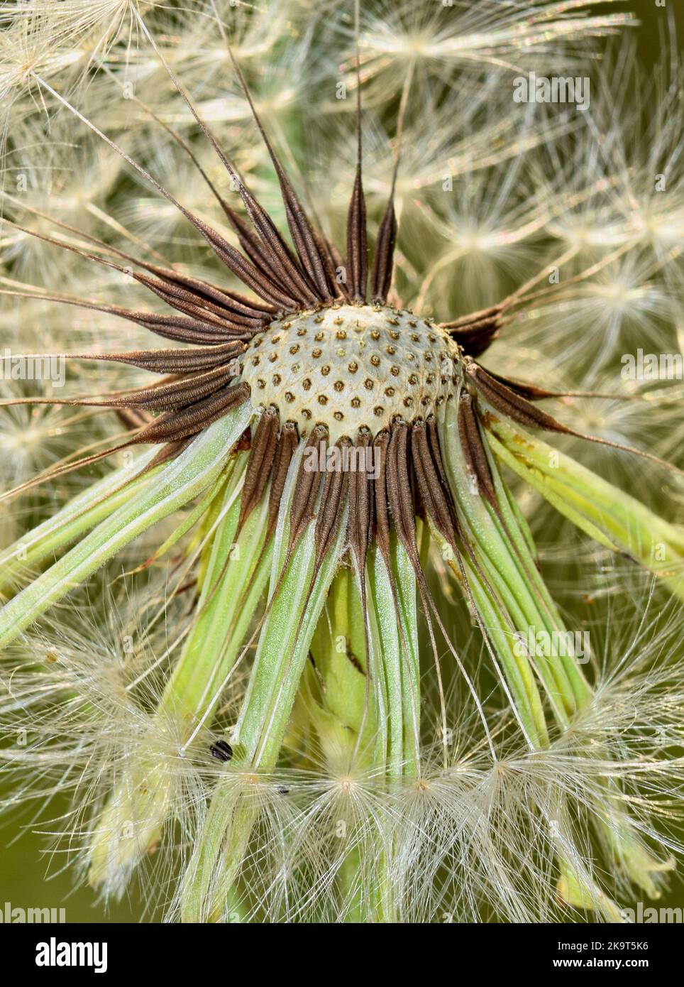Les spores de graines de pissenlit (Taraxacum officinale) soufflent dans le vent. Foyer sélectif isolé sur le centre de la tête de semence. Mauvaises herbes communes trouvées dans le monde entier. Banque D'Images