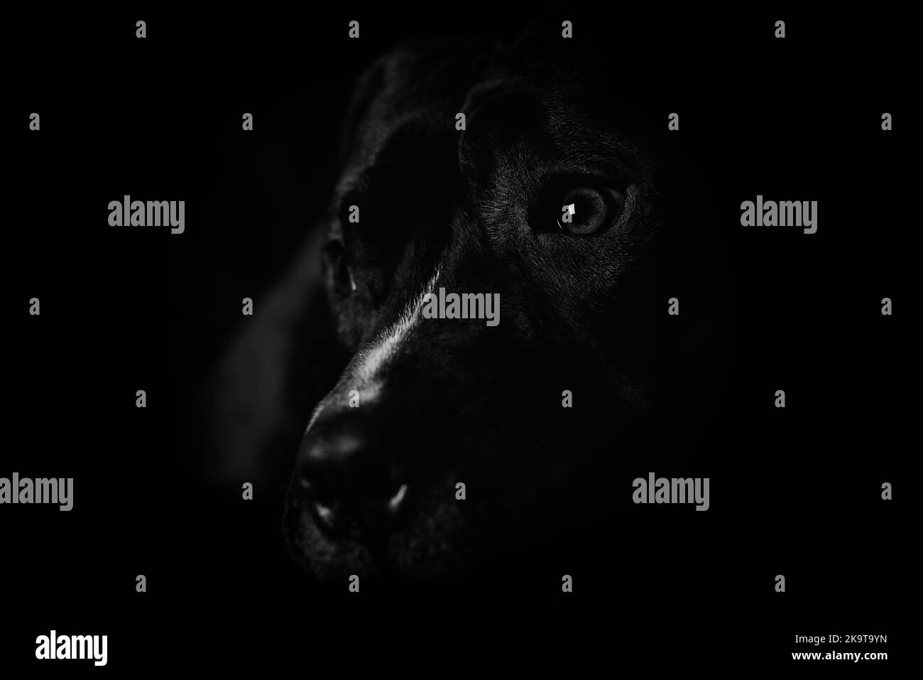 Terrier américain de taureau à fosse sur fond sombre. Gros plan. Banque D'Images