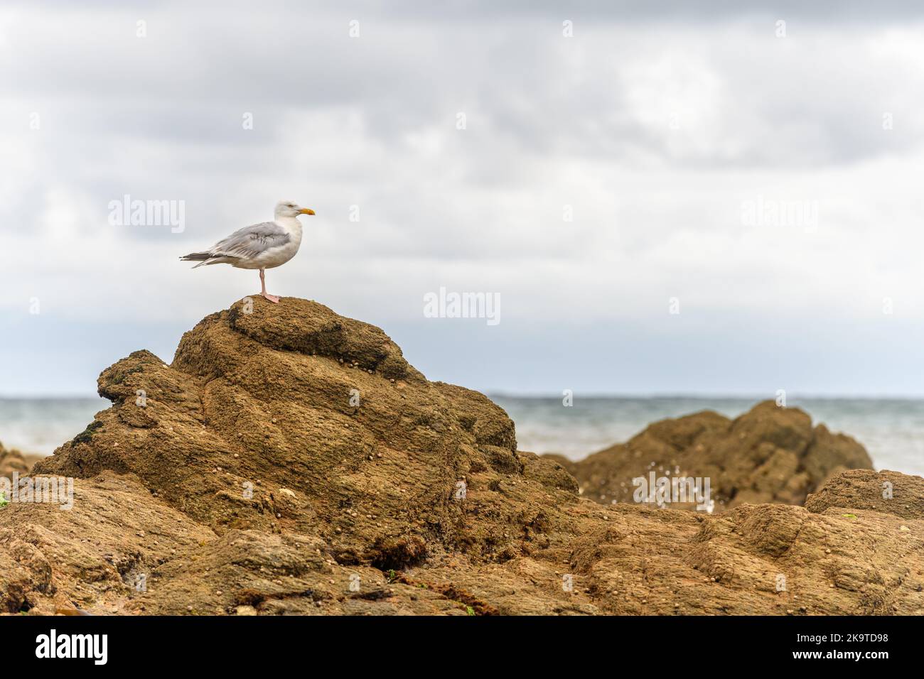 Gull sur un rocher au bord de l'océan Atlantique. France. Banque D'Images