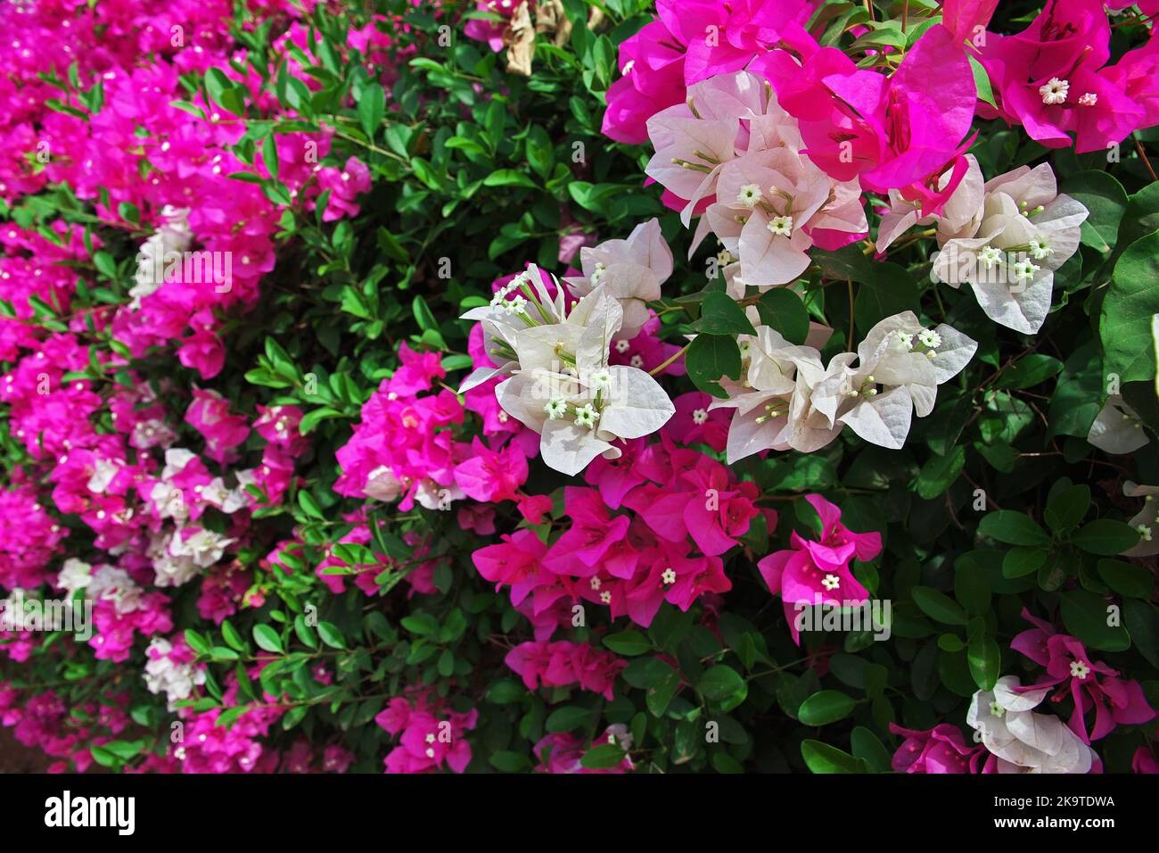 Quelques fleurs dans le café de rue au Sénégal Banque D'Images