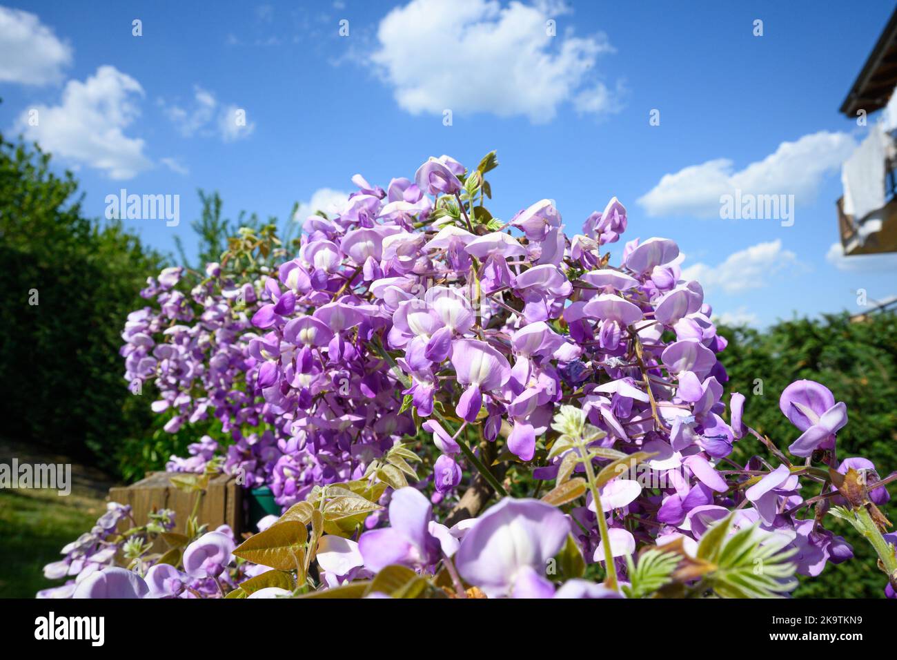 Les fleurs de glycine au printemps Banque D'Images