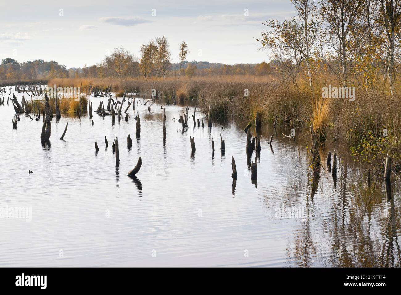 Moorland, province de Drenthe, pays-Bas Banque D'Images