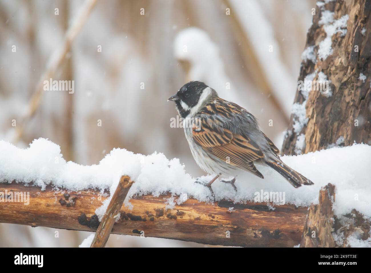 Reed Bunting (Emberiza schoeniclus) Homme, surpris par le début de l'hiver, Allemagne Banque D'Images