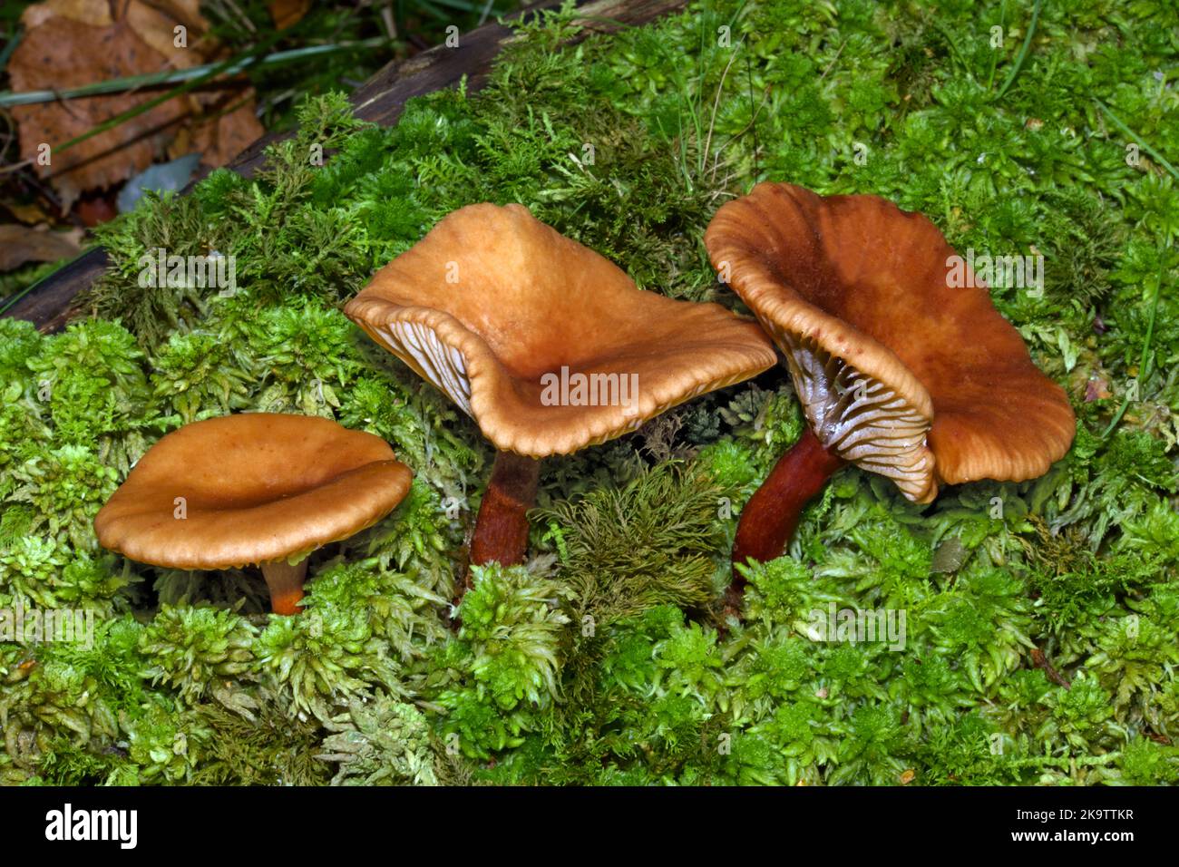 Le Lactarius obscuratus (laiteux milkcap) se trouve sous les arbres plus âgés dans des conditions humides et est généralement associé à la mousse. Banque D'Images