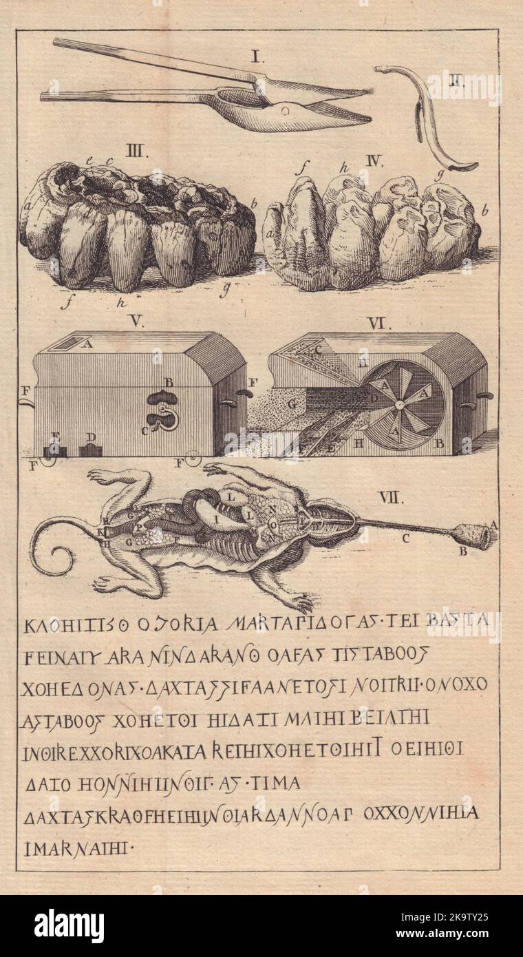 Cuillère à dracher. Dent fossile. Ventilateur de maïs silésien. Caméléon Messapien Oelic 1747 Banque D'Images