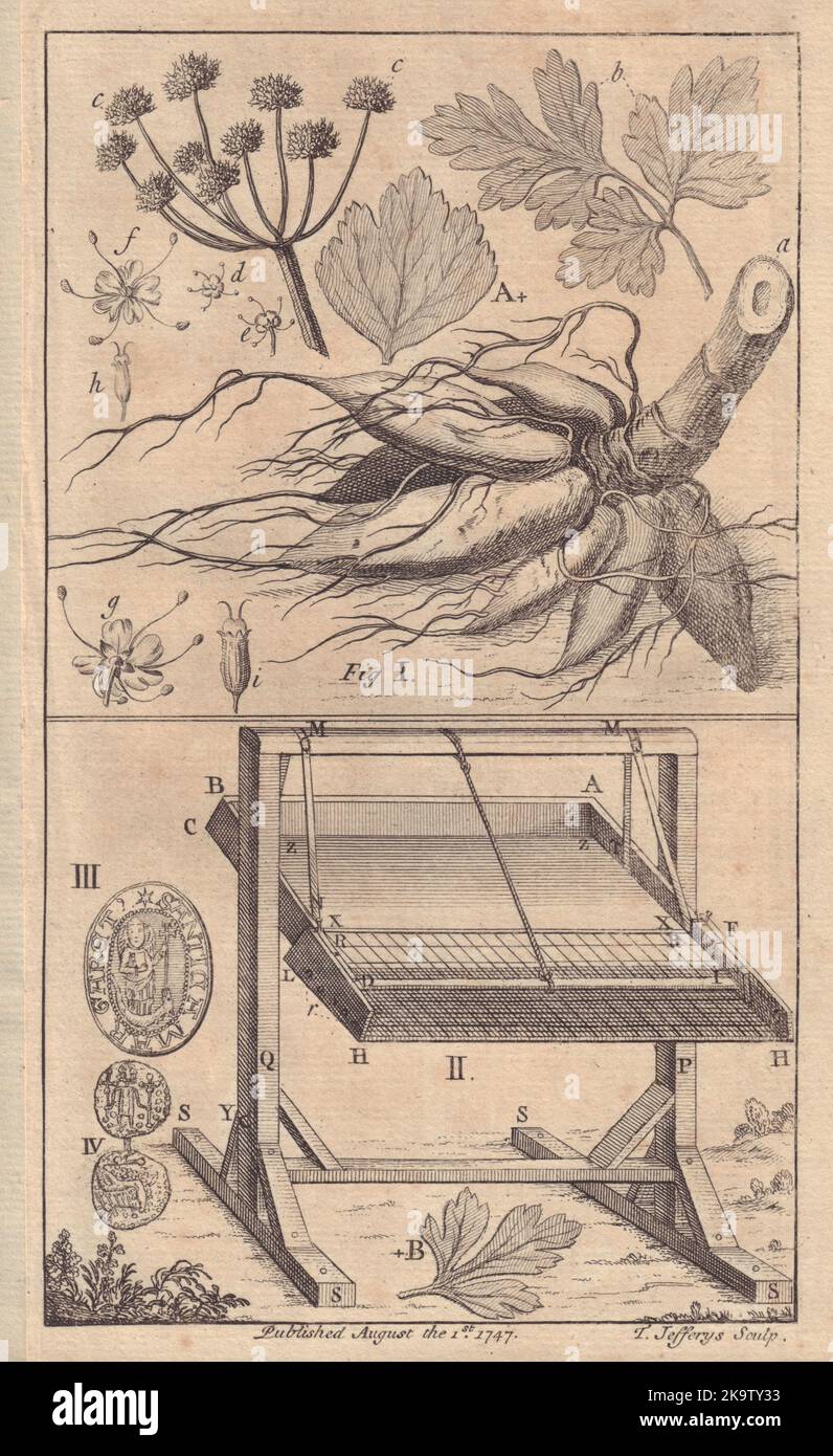 Pruche racine d'eau de dropwort, Oenanthe Crocata. Machine de fauchage du maïs 1747 Banque D'Images