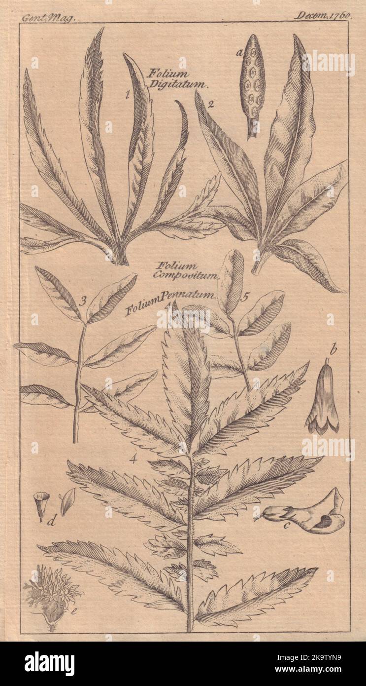 Dix Figures de fleurs et de feuilles, explication des noms de ces fleurs 1750 en caractères d'imprimerie Banque D'Images