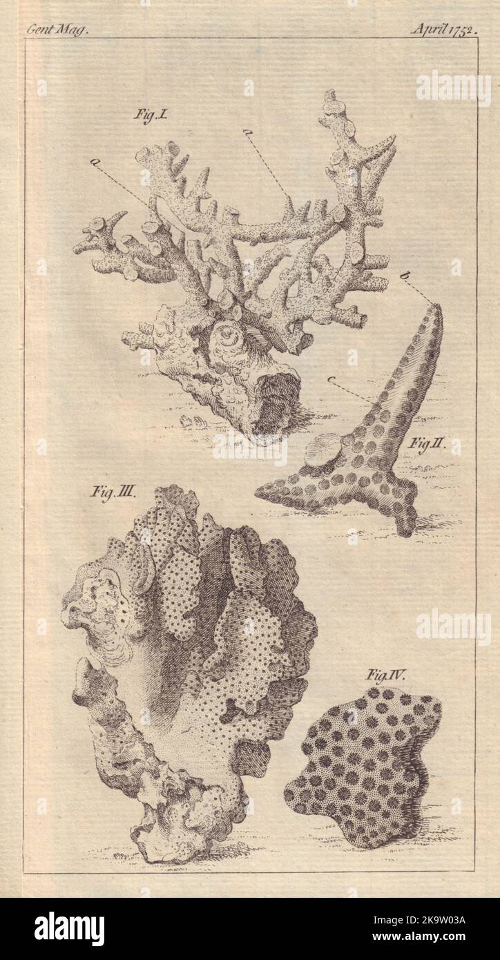 Quatre espèces de Coralloïdes. Corail. GENTS MAG 1752 ancienne image imprimée Banque D'Images