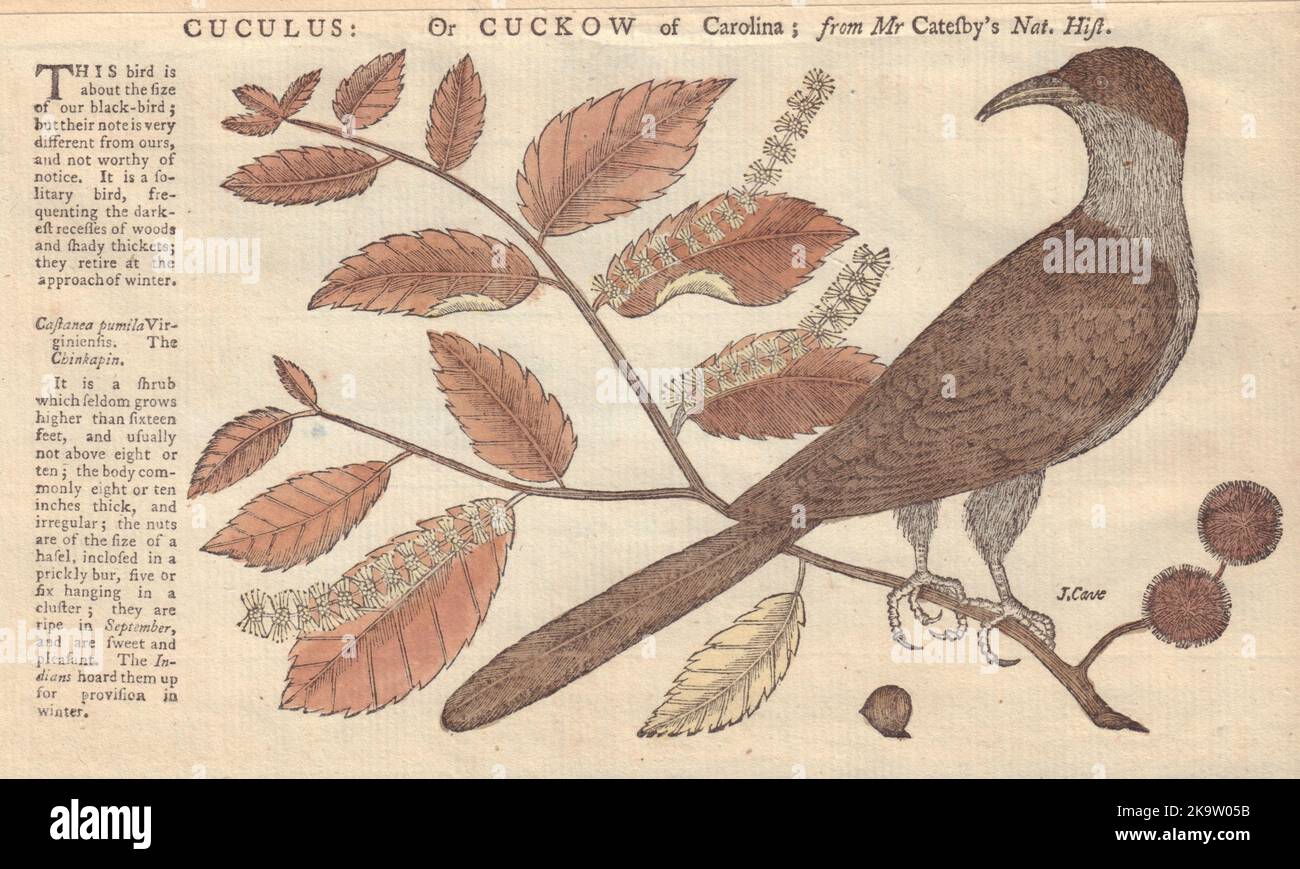 Cuculus: Ou Cuckow (Cuckoo) de Caroline; de M. Catesby. Impression GENTS MAG 1752 Banque D'Images