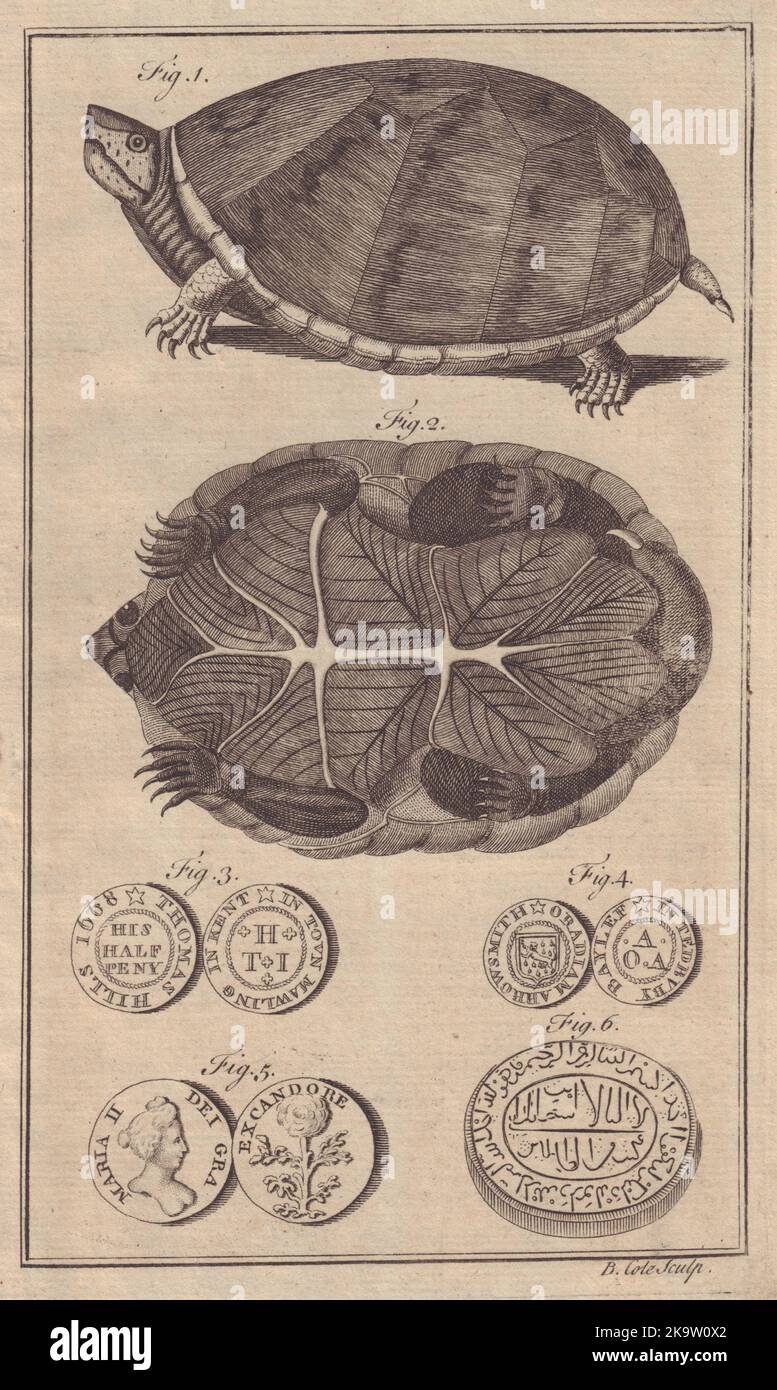Tortue de Pennsylvanie. Thomas Hill Halfpenny Malling. Emeraude arabe 1758 Banque D'Images